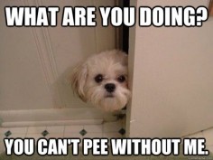 Pee a boo Shih Tzu ... Do they all do this??? Reminds me of my dogs