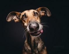 People take more pictures of animals today than they have at any point in human history. Photographer Elke Vogelsang explains how to do it well.