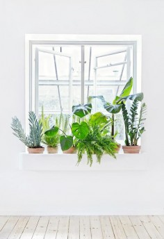 Perfect plants to freshen up any space