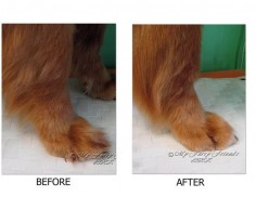 Pet Grooming: The Good, The Bad, & The Furry: Grooming a Golden Retriever Short but not Shaved