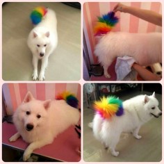 Pet hair dye – temporary color hair dye – dog hair color, dying your dog’s hair with OPAWZ