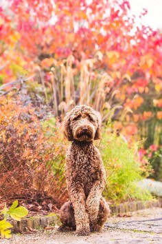 Pet Photography Tips: Get Your Dog to Look at the Camera | Pretty Fluffy. #4 is a really good one you don't hear often.