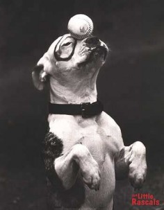 Petey from The Little Rascals was a well known Pit Bull of his time BEFORE they declared them dangerous dogs.