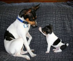 Photo 19 of 31, Rat Terrier Puppy Pictures