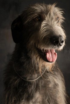 Photo by Paul Croes. Irish Wolfhound or Scottish Deerhound??