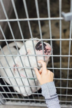 Photo Diary: A Day at the Shelter with Wags and Walks | Lauren Conrad