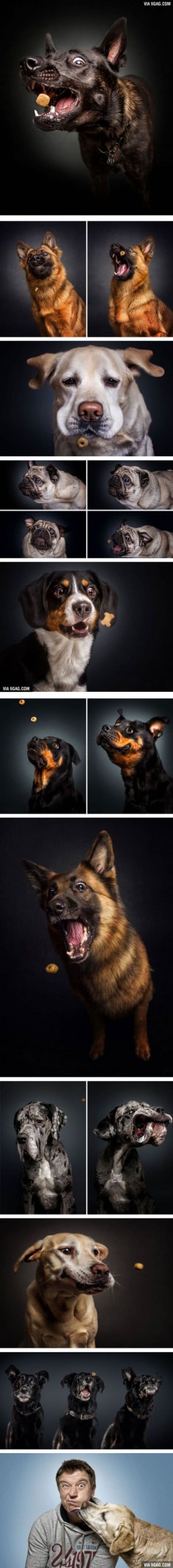 Photographer Captures Hungry Dogs’ Funny Faces When They Catch Treats (By Christian Vieler)