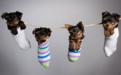 Photographer Stephan Brauchli popped these Yorkshire terriers into socks to get a special 'family' shot of them.