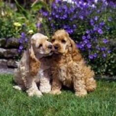 Picture of two american cocker spaniel puppies sitting on grass