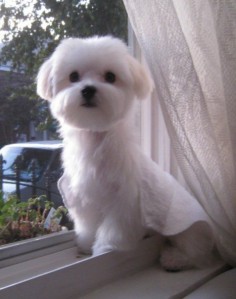pictures of a maltese with a 2 inch cut | Your very favorite pictures - Page 2 - Maltese Dogs Forum : Spoiled ...