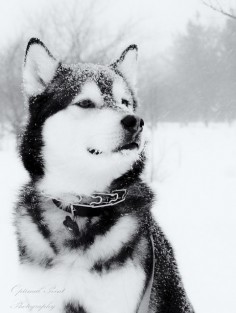 Pictures of Alaskan Malamute Dog Breed