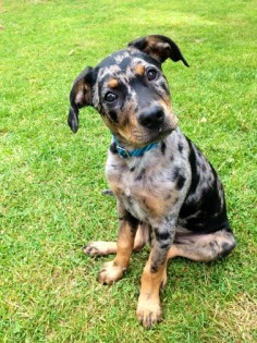 pictures of catahoula leopard dog Mcmillen line | ...VERY similar to my Rosie except for the brown markings.