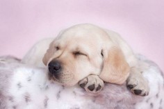 Pictures of Labrador Retriever puppies at their