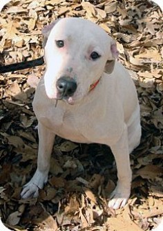Pictures of Lillian a Pit Bull Terrier/American Bulldog Mix for adoption in Tucker, GA who needs a loving home.