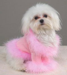 pink dog sweater Pink Love Pink