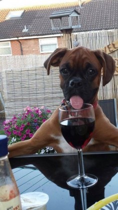 Pinner says: "haha! my little pup LOVES  after you take a drink. she will come over and try to lick it off you lips. lol"