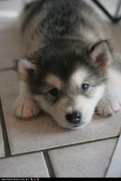 Pintrest just makes me want a husky pup more than anything