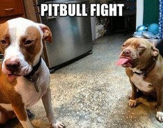 Pit bull fight…