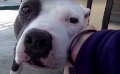 Pit Bull Is So Shocked He’s Just Been Adopted, He Can Barely Move