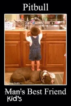 Pit Bull - love this picture!