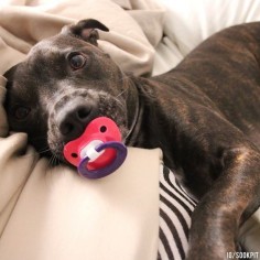 Pit Bull Photos That Prove They're The Snuggliest, Silliest, Coolest Dogs On The Block