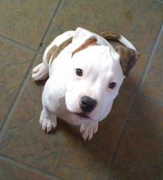 Pit Bull Puppy. Those eyes make my heart melt. So innocent and precious.