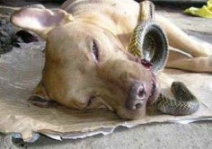 Pit Bull Saves Two Women From Deadly Cobra, Dies Wagging His Tail - This breed does not deserve to treated the way it is.