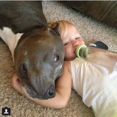 Pit Bulls are the best. Please adopt one and learn the truth.
