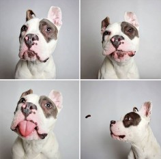 Pit Bull’s Cute Photobooth Pics Find Him A Forever Home (Adopted dog "Teton" pit bull Humane Society