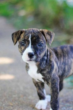 Pit bulls look very CUTE as a puppy!