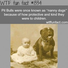 pit bulls - nanny dogs / animals facts MORE OF WTF FACTS are coming HERE animals, movies and fun facts