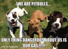 Pit Bulls. So true.