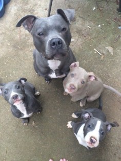 Pit Family