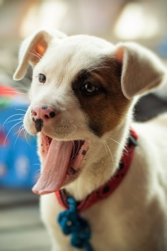 #Pitbull American Pit Bull Terrier Dogs