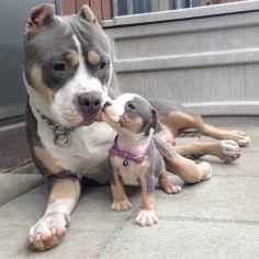 Pitbull and baby