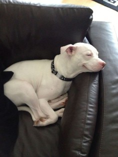 Pitbull napping. Love, love Pitbulls.