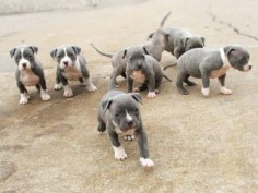 Pitbull Puppies