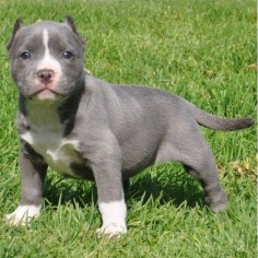 Pitbull puppies | Blue Pitbull Puppies 3