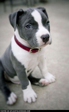 Pitbull Puppy - A Place to Love Dogs