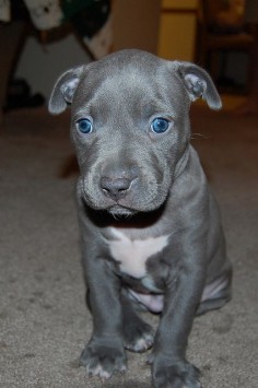 pitbull puppy | Flickr - Photo Sharing! #pitbull #puppies #bullies #Bully #cutebully #americanbully