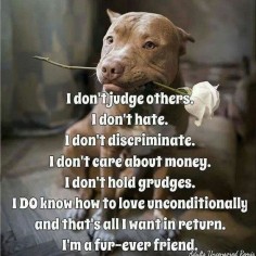 't judge a breed because what some people make them do