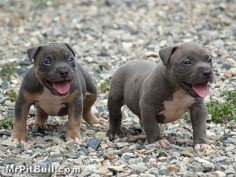 pittbull puppies so cut and muscular :)