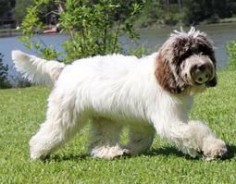 Planned litters of Australian labradoodle puppies.