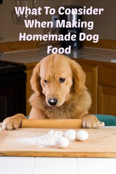 Planning on trying a few dog food recipes? Before you start, check out what to consider when making homemade dog food to make sure it's as safe as possible.