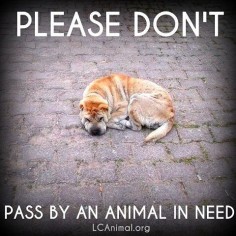 Please don't pass by an animal in need. #dogs #helpinganimals #animalwelfare #adoptdontshop