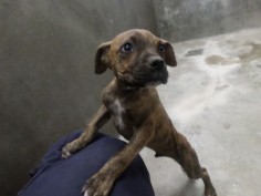 Please Help - They kill baby's there!  City of Odessa Animal Shelter Odessa, TX  14-57 • BABY Pit Bull Terrier & Boxer Mix • Male • Large
