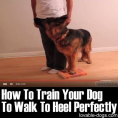 Please Share This Page: Photo –  This video by Training Positive is a great example of an effective dog training process. By training a dog to heel, it works as a perfect exercise that helps develop various capabilities. Aside from improving their body awareness and learning ability, this also helps in teaching a dog …