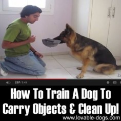 Please Share This Page: Photo –  Training your dog can be a difficult task, but this video by Training Positive makes it all worth it. In the tutorial, he teaches us how to ask your dog to carry objects and clean up. If you can help your dog learn how to pick up after …