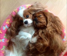 "Please stop snoring, it's every night!" #dogs #pets #CavalierKingCharlesSpaniels