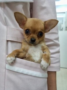 Pocket chihuahua. I would definitely carry Izzy in my white coat